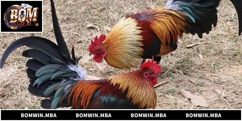 Đá gà tre hấp dẫn, kịch tính, phân tích luật chơi và kinh nghiệm chọn kèo